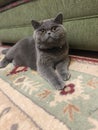 Gray cat lying on sofa Royalty Free Stock Photo