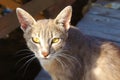 Gray cat lynx with big ears and yellow eyes is lying looking homeless in the sun