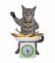 Cat gray holds kitchen scale with fish Royalty Free Stock Photo