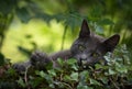 Gray cat in the nature