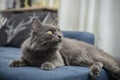 Gray cat Nebelung cat is lying on the sofa at home Royalty Free Stock Photo