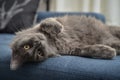 Gray cat Nebelung cat is lying on the sofa at home