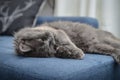 Gray cat Nebelung cat is lying on the sofa at home Royalty Free Stock Photo