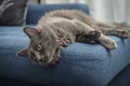 Gray cat Nebelung cat is lying on the sofa at home Royalty Free Stock Photo