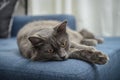 Gray cat Nebelung cat is lying on the sofa at home Royalty Free Stock Photo