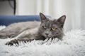 Gray cat Nebelung cat is lying on the sofa at home Royalty Free Stock Photo