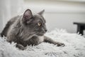 Gray cat Nebelung cat is lying on the sofa at home Royalty Free Stock Photo