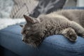 Gray cat Nebelung cat is lying on the sofa at home Royalty Free Stock Photo