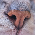 Gray cat nose close-up. Macro photo of a brown pet nose, front Royalty Free Stock Photo