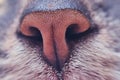 Gray cat nose close-up. Macro photo of a brown pet nose, frontally