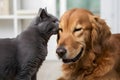 A gray cat nuzzles a golden retriever, showing affection and companionship