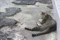 Gray Cat ooking back Royalty Free Stock Photo