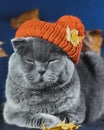 A gray cat in an orange knitted hat, sits with screwed eyes. Royalty Free Stock Photo