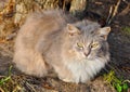 Gray cat outdoor Royalty Free Stock Photo