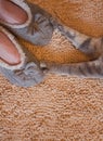 Gray cat paws and woman feet in slippers Royalty Free Stock Photo