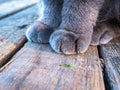 Gray cat paws on the wooden floor.