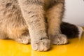Gray cat paws on yellow background. Cat paws. animal claws. Grey colour. Pets. British breed. Predator. Animal world. Wool and fur