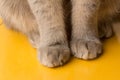 Gray cat paws on yellow background. Cat paws. animal claws. Grey colour. Pets. British breed. Predator. Animal world. Wool and fur
