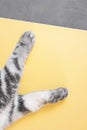 Gray cat paws on a yellow-gray background.