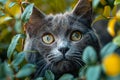 A gray cat peeking out from behind some leaves Royalty Free Stock Photo