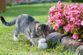 Gray cat playing with white ball on grass. Royalty Free Stock Photo