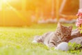 Gray Cat Playing With White Ball On Grass. Small Kitten Playing With Ball In The Garden Royalty Free Stock Photo