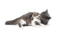 Gray cat plays with a small kitten isolated on white background Royalty Free Stock Photo