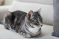 Gray cat portrait on the sofa Royalty Free Stock Photo