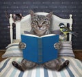 Cat gray reading book in bed Royalty Free Stock Photo