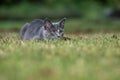 Gray cat ready to pounce in grass