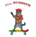 Cat gray standing on skateboard 3
