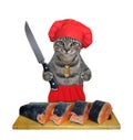 Cat gray chef cutting fish Royalty Free Stock Photo