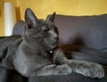 Gray cat relax
