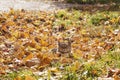 A gray cat rests in the yellow autumn leaves and basks in the sun. Autumn concept