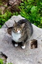 Gray cat in the ruines in Rome ancient cats