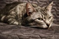 Gray cat`s face in dejection, close-up. Pet lies on a chair and is sad Royalty Free Stock Photo