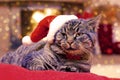 Gray Cat with Santa hat. Royalty Free Stock Photo