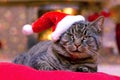 Gray Cat with Santa hat. Royalty Free Stock Photo