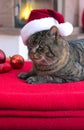 Gray Cat with Santa hat and fireplace. Royalty Free Stock Photo