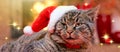 Gray Cat with Santa hat and a fireplace. Royalty Free Stock Photo