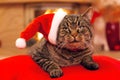 Gray Cat with Santa hat and a fireplace. Royalty Free Stock Photo