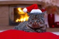 Gray Cat with Santa hat and a fireplace. Royalty Free Stock Photo