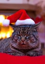 Gray Cat with Santa hat and a fireplace. Royalty Free Stock Photo