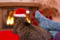 Gray Cat with Santa hat and a fireplace. Royalty Free Stock Photo