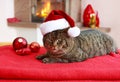 Gray Cat with Santa hat and fireplace. Royalty Free Stock Photo
