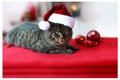 Gray cat with santa hat is sitting in front of the fireplace. Christmas card. Royalty Free Stock Photo