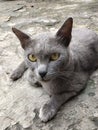 The gray cat with a sharp gaze has very beautiful eyes, namely yellow. Royalty Free Stock Photo