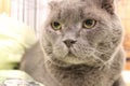Gray cat from the shelter