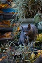 A gray cat with short hair eats grass. Royalty Free Stock Photo