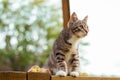 Gray Cat Sit On Porch. Sideview Of Gray Cat Sitting On Wooden Stoop And Looking On The Green Garden Background